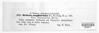 Meliola amphitricha image